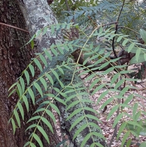 Acacia elata at Bawley Point, NSW - 4 Nov 2019