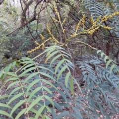 Acacia elata at Bawley Point, NSW - 4 Nov 2019