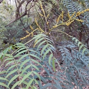 Acacia elata at Bawley Point, NSW - 4 Nov 2019 04:34 PM