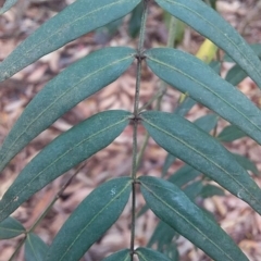 Acacia elata at Bawley Point, NSW - 4 Nov 2019