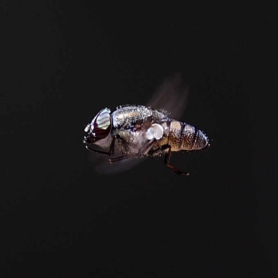 Stomorhina sp. (genus) (Snout fly) at Paddys River, ACT - 5 Nov 2019 by DPRees125