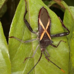 Mictis profana (Crusader Bug) at Kambah, ACT - 4 Nov 2019 by Marthijn