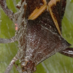 Mictis profana at Kambah, ACT - 4 Nov 2019 07:35 AM