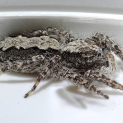 Clynotis severus (Stern Jumping Spider) at Kambah, ACT - 4 Nov 2019 by Marthijn