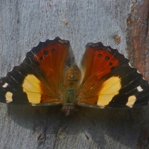 Vanessa itea at Aranda, ACT - 22 Jan 2014