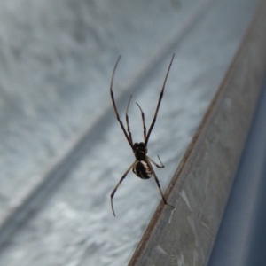 Theridiidae (family) at Yass River, NSW - 28 Oct 2019 03:43 PM