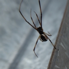 Theridiidae (family) at Yass River, NSW - 28 Oct 2019