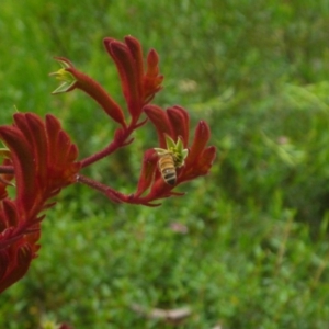 Apis mellifera at Aranda, ACT - 15 Dec 2013