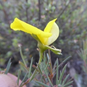 Gompholobium huegelii at Yass River, NSW - 4 Nov 2019 04:52 PM