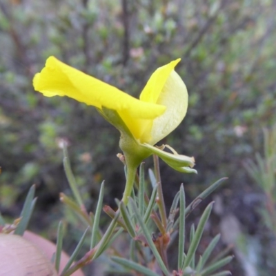 Gompholobium huegelii (Pale Wedge Pea) at Yass River, NSW - 4 Nov 2019 by SenexRugosus