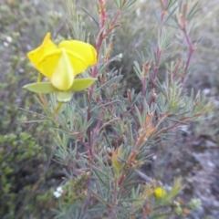 Gompholobium huegelii at Yass River, NSW - 4 Nov 2019 04:52 PM