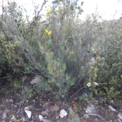 Gompholobium huegelii at Yass River, NSW - 4 Nov 2019