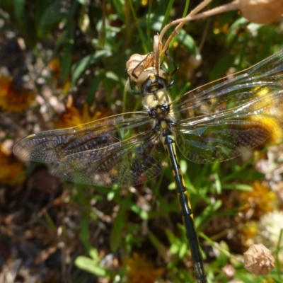 Hemicordulia tau (Tau Emerald) at Aranda, ACT - 7 Dec 2013 by JanetRussell