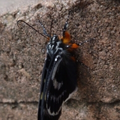 Phalaenoides glycinae (Grapevine Moth) at Aranda, ACT - 6 Dec 2013 by JanetRussell