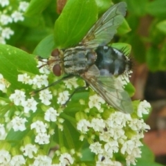 Tachinidae (family) (Unidentified Bristle fly) at Aranda, ACT - 27 Jan 2013 by JanetRussell