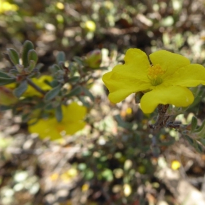 Hibbertia monogyna (A Guinea-Flower) at Yass River, NSW - 31 Oct 2019 by SenexRugosus