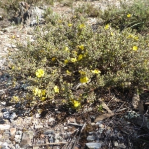 Hibbertia monogyna at Yass River, NSW - 31 Oct 2019