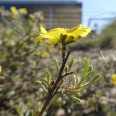 Hibbertia monogyna at Yass River, NSW - 31 Oct 2019 09:14 AM