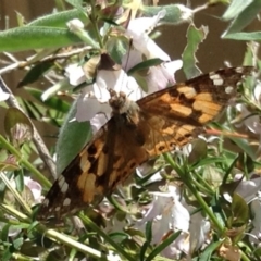 Vanessa kershawi (Australian Painted Lady) at Aranda, ACT - 12 Nov 2013 by JanetRussell