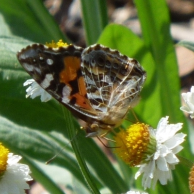 Vanessa kershawi (Australian Painted Lady) at Aranda, ACT - 27 Mar 2010 by JanetRussell