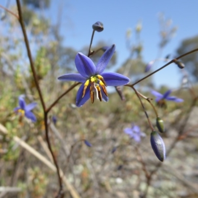 Stypandra glauca (Nodding Blue Lily) at Yass River, NSW - 30 Oct 2019 by SenexRugosus