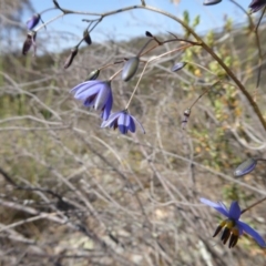 Stypandra glauca at Yass River, NSW - 31 Oct 2019 09:11 AM