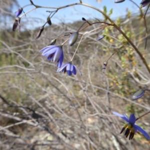 Stypandra glauca at Yass River, NSW - 31 Oct 2019