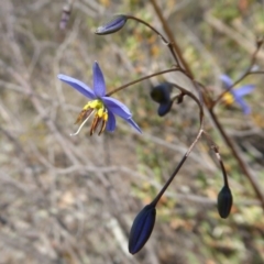 Stypandra glauca at Yass River, NSW - 31 Oct 2019 09:11 AM