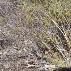 Stypandra glauca at Yass River, NSW - 31 Oct 2019 09:11 AM