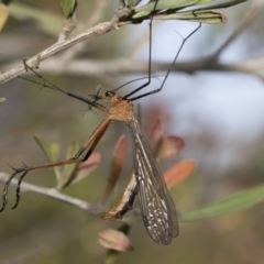 Harpobittacus australis (Hangingfly) at Dunlop, ACT - 31 Oct 2019 by AlisonMilton