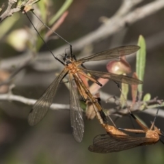 Harpobittacus australis at Dunlop, ACT - 31 Oct 2019