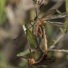 Harpobittacus australis at Dunlop, ACT - 31 Oct 2019 10:07 AM