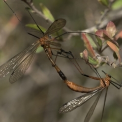 Harpobittacus australis at Dunlop, ACT - 31 Oct 2019 10:07 AM