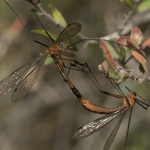 Harpobittacus australis at Dunlop, ACT - 31 Oct 2019 10:07 AM