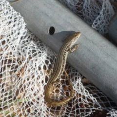 Ctenotus robustus (Robust Striped-skink) at Latham, ACT - 4 Nov 2019 by JBrickhill