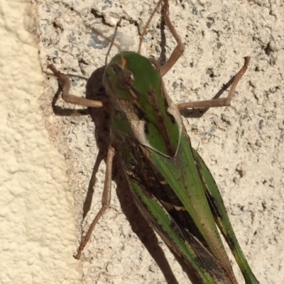 Gastrimargus musicus (Yellow-winged Locust or Grasshopper) at Aranda, ACT - 29 Dec 2014 by JanetRussell