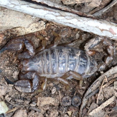 Urodacus manicatus (Black Rock Scorpion) at Mount Ainslie - 22 Sep 2019 by jb2602