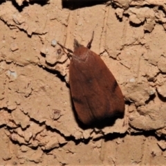 Tortricopsis uncinella (A concealer moth) at Wanniassa, ACT - 4 Nov 2019 by JohnBundock