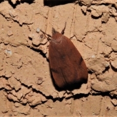 Tortricopsis uncinella (Wingia group) at Wanniassa, ACT - 4 Nov 2019 by JohnBundock