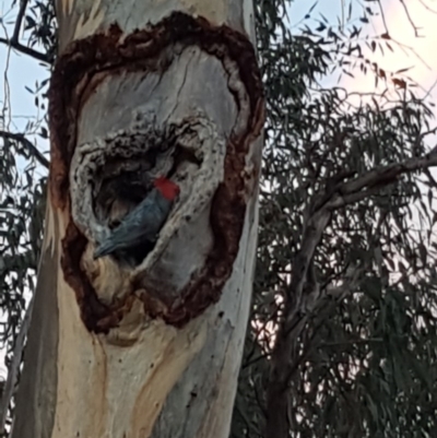 Callocephalon fimbriatum (Gang-gang Cockatoo) at Stirling, ACT - 4 Nov 2019 by dstirzaker