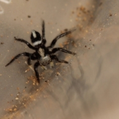 Salpesia sp. (genus) (Salpesia Jumping Spider) at Acton, ACT - 1 Nov 2019 by Venusaur