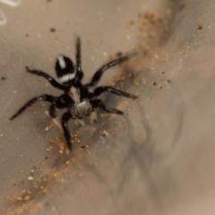 Salpesia sp. (genus) (Salpesia Jumping Spider) at Acton, ACT - 2 Nov 2019 by Venusaur