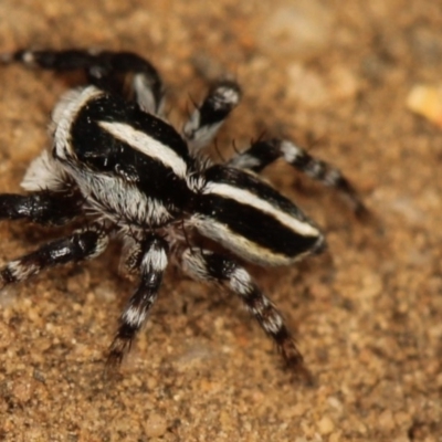 Euophryinae sp. (Mr Stripey) undescribed (Mr Stripey) at Acton, ACT - 1 Nov 2019 by Venusaur