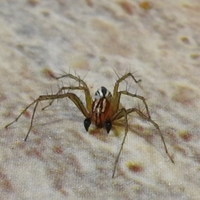 Oxyopes (genus) (Lynx spider) at Kambah, ACT - 4 Nov 2019 by HelenCross