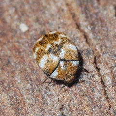 Anthrenus verbasci (Varied or Variegated Carpet Beetle) at Belconnen, ACT - 4 Nov 2019 by Harrisi