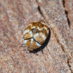 Anthrenus verbasci at Belconnen, ACT - 4 Nov 2019 11:10 PM