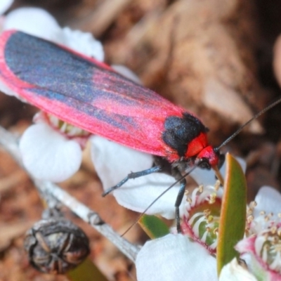Scoliacma bicolora (Red Footman) at Cotter Reserve - 4 Nov 2019 by Harrisi