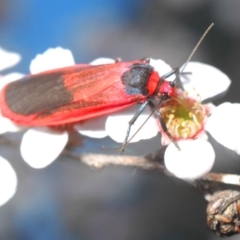 Scoliacma bicolora at Coree, ACT - 4 Nov 2019 06:14 PM