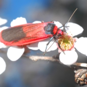 Scoliacma bicolora at Coree, ACT - 4 Nov 2019 06:14 PM