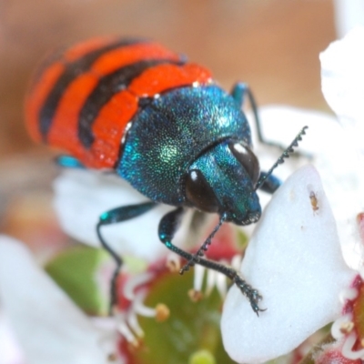 Castiarina crenata (Jewel beetle) at Coree, ACT - 4 Nov 2019 by Harrisi